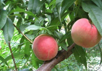 Babcock White Peach