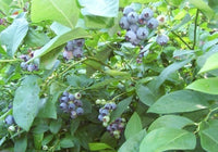 Berkeley Blueberry