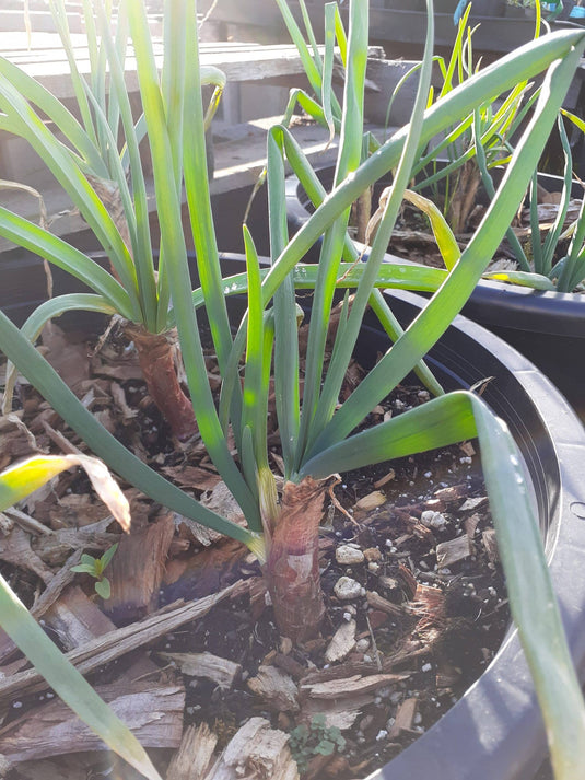 Red Welsh Bunching Onion