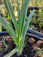 Hardy Perennial Leek