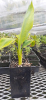 Lacatan Banana