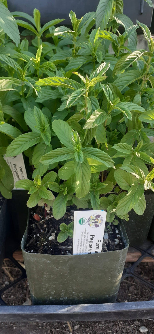 Persian Peppermint