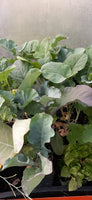 Purple Tree Collard Seedling