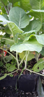 Merritt Perennial Collard Seedling