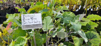 Green Tree Collard Seedling