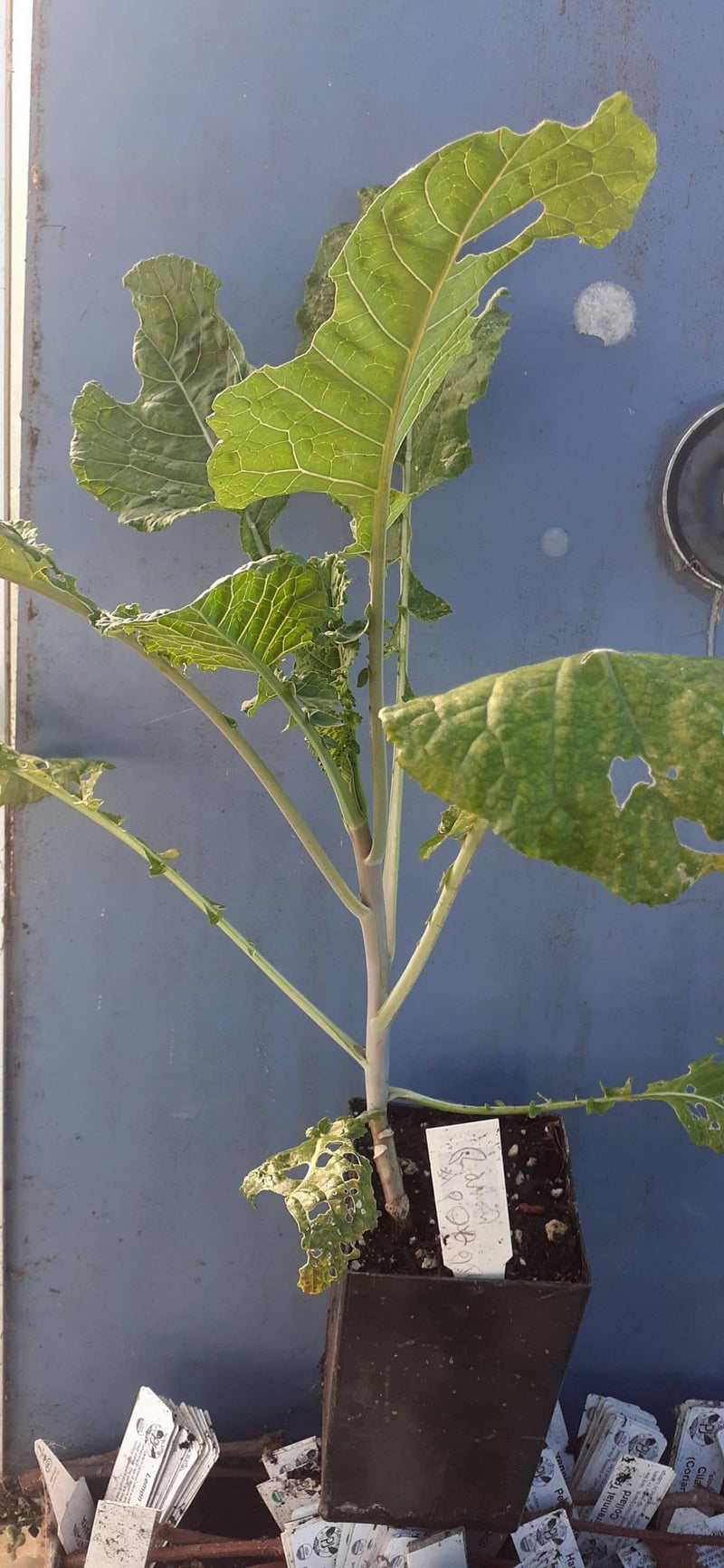 Load image into Gallery viewer, Dino Tree Kale &quot;Richmond Grows&quot;
