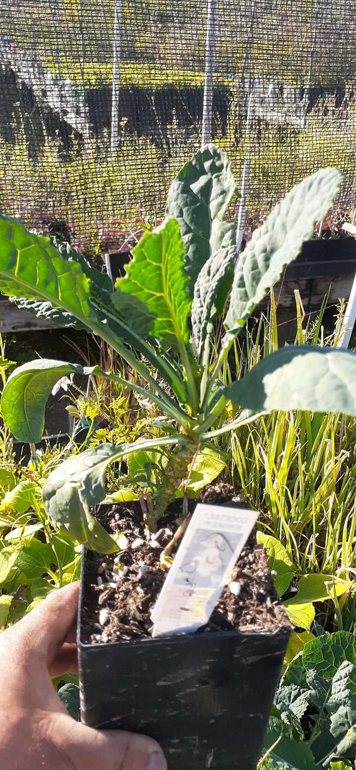 Perennial Tree Kales/Collards/Broccoli – Planting Justice