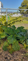 Merritt Perennial Collard Clone