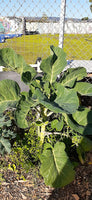 3 Cuttings- Jolly Green Tree Collard