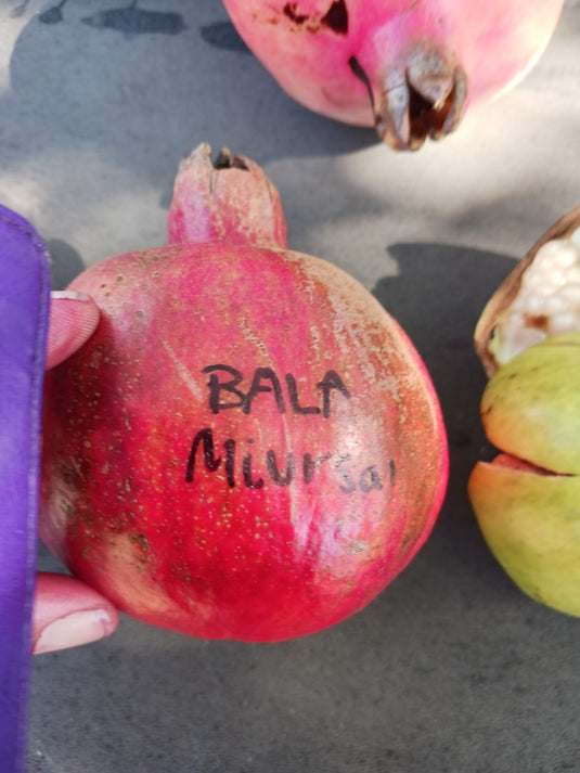 Cutting Wood of Pomegranate - Bala Miursal