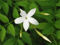 Poet's Jasmine