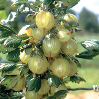 Invicta Gooseberry