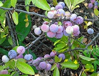 Beach Plum (Prunus maritima)