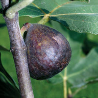 Brown Turkey, Southern Fig