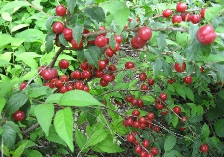 Bush Cherries (Prunus japonicax P.jacquemontii) ZX
