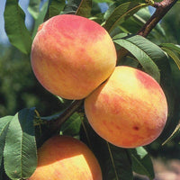 Reliance Peach