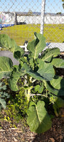 Jolly Green Tree Collard Seedling