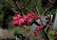 Elk River Flowering Currant