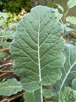 Michigan Tree Collard (cold tolerant) Seedlings