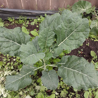 Big Blue Tree Collard Seedling