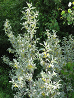 Silverberry (Elaeagnus commutata)