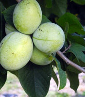 KSU - Benson™ Pawpaw (Asimina triloba)