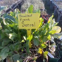 Broadleaf French Sorrel