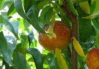 Harko Nectarine