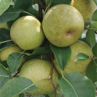 Shinseiki (New Century) Asian Pear