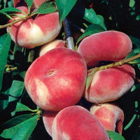 Saturn Peach