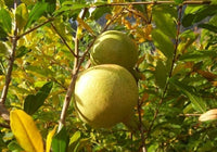 White Pomegranate