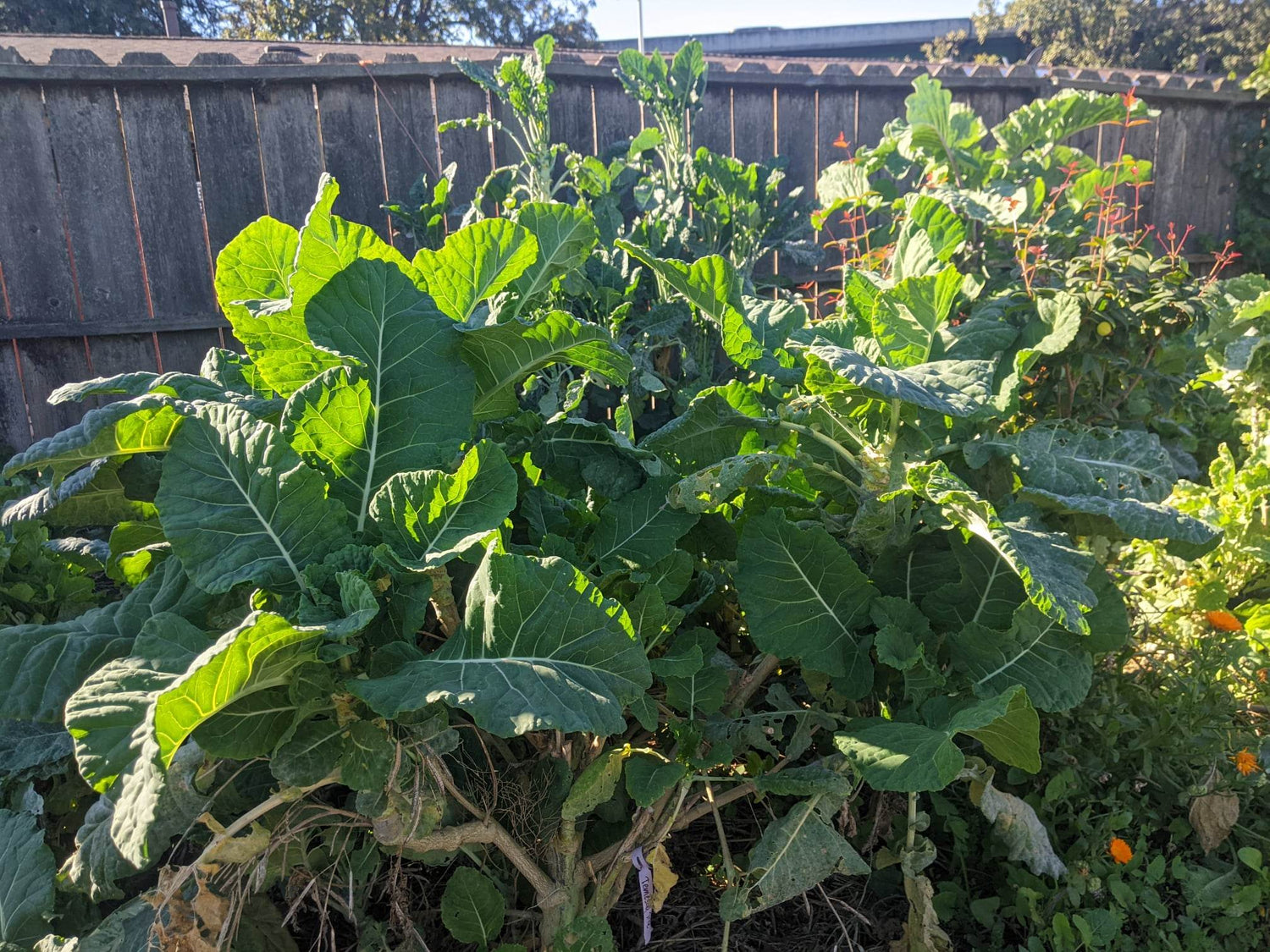 Perennial Tree Kales/Collards/Broccoli – Planting Justice