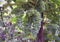 Lakemont Seedless Grape