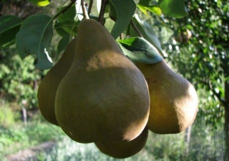 Bosc European Pear