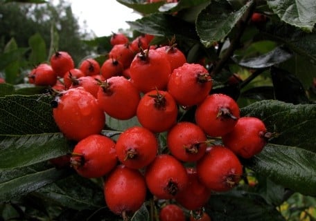 Load image into Gallery viewer, Lavalle Hawthorn

