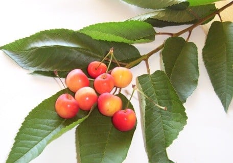 Rainier Sweet Cherry