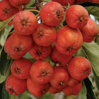 Superspur Mayhaw (Crataegus opaca)