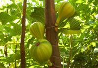 Panache (Striped Tiger) Fig