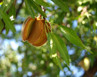 Prima™ Almond