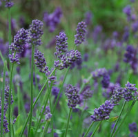 Provence French Lavender