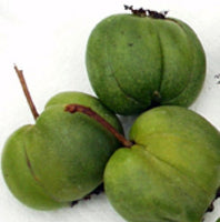 Chang Bai Mountain Hardy Kiwi