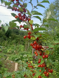 Red Gem Goumi (Elaeagnus multiflora)