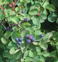 Regent Serviceberry