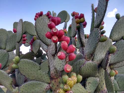 Reina Prickly Pear
