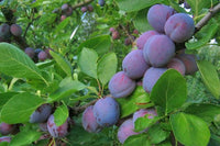 Reina Victoria Plum