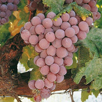 Reliance Seedless Grape