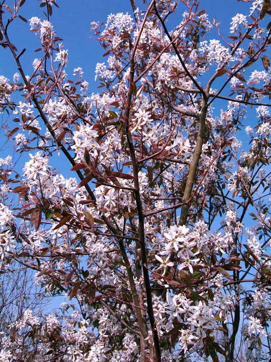 8 Unrooted Serviceberry Cuttings – Amelanchier Tree / Shrub – 6-8 Inches – Organic