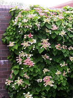 Roseum Japanese Hydrangea Vine (Schizophragma hydrangeoides)