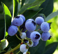 Rubel Blueberry