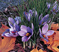 Saffron (Autumn) Crocus